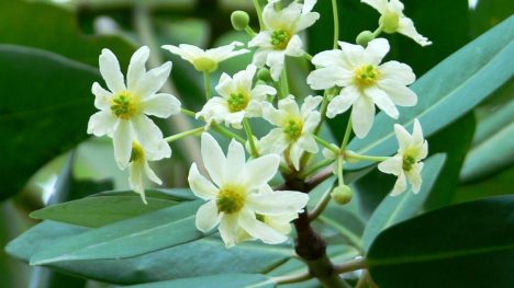 Coihue y canelo: Estudio revela cómo los árboles mueven y conservan el agua