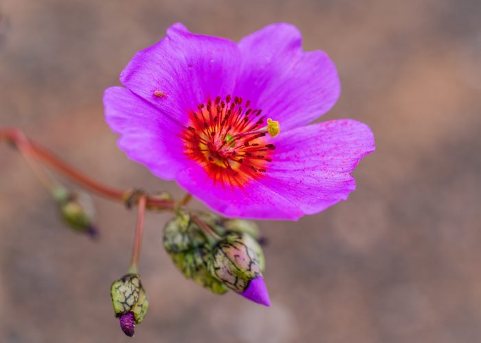 El desierto florido y la especie chilena que podría revelar el secreto de la agricultura del futuro