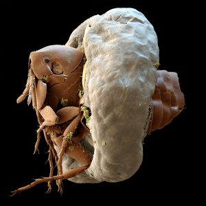 La ciencia de lo bizarro