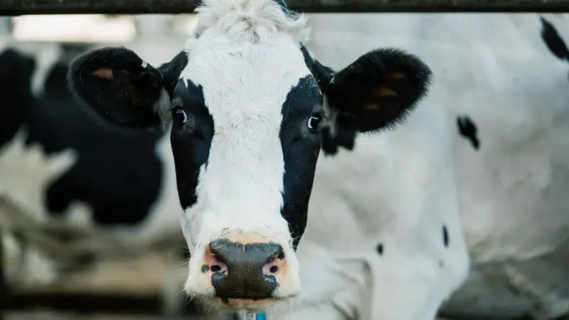 Por qué el precio de la carne alcanzó un récord histórico mientras el azúcar y los lácteos bajaron
