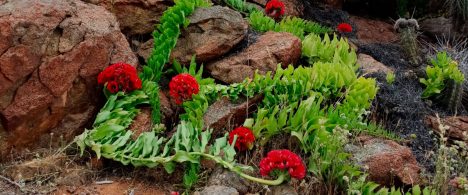 Cómo plantas del Desierto Florido desarrollaron mecanismos de supervivencia hace millones de años