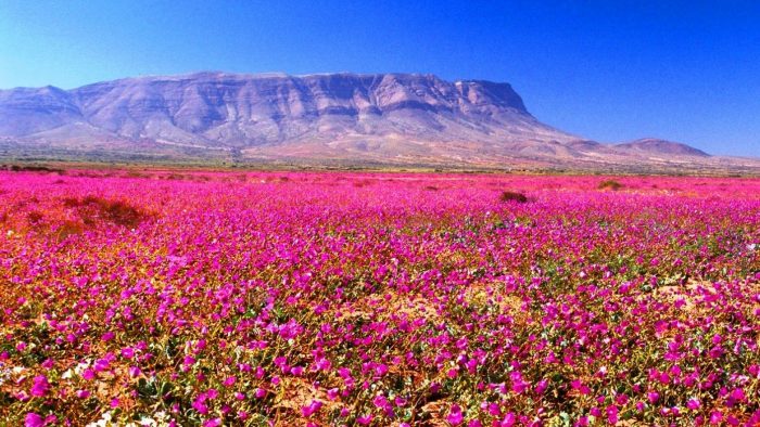 Desierto Florido: el milagro natural que deslumbra al mundo