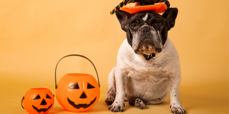 Halloween y mascotas: cómo celebrar sin poner en riesgo su bienestar