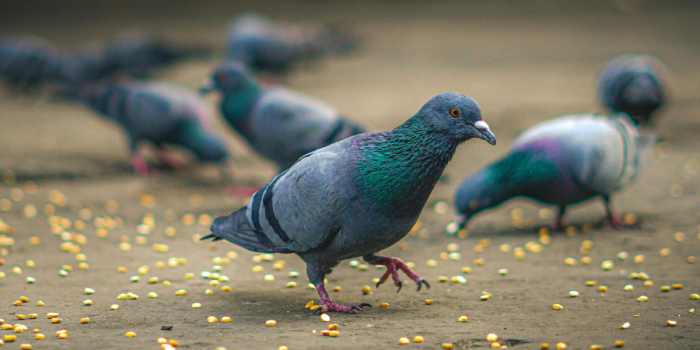 Palomas y contaminación: el inesperado papel de estas aves en la limpieza del plomo en las ciudades