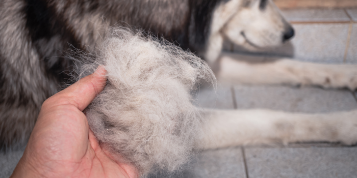 Por qué tu perro o gato está botando tanto pelo en primavera (y cómo evitarlo)