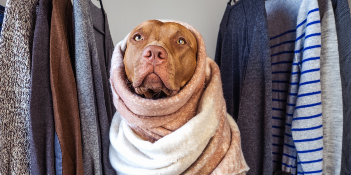 Mascotas en casa: cómo mantener tu ropa limpia, fresca y libre de pelos