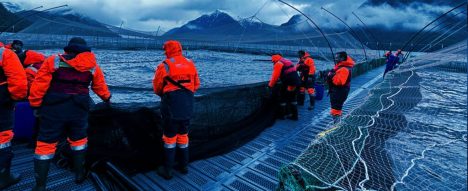 Cooke Aquaculture: el imperio del salmón que contamina tres continentes