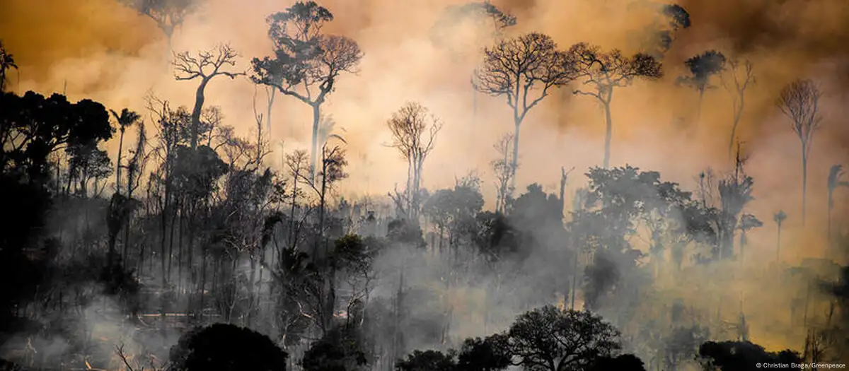 Bosques Tropicales para Siempre: proteger en vez de lucrar