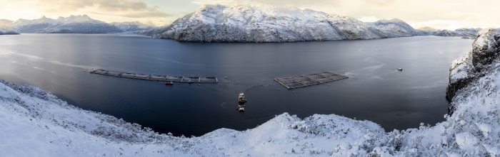 Innovación impulsa resultados positivos de AquaChile al cierre del tercer trimestre del 2025