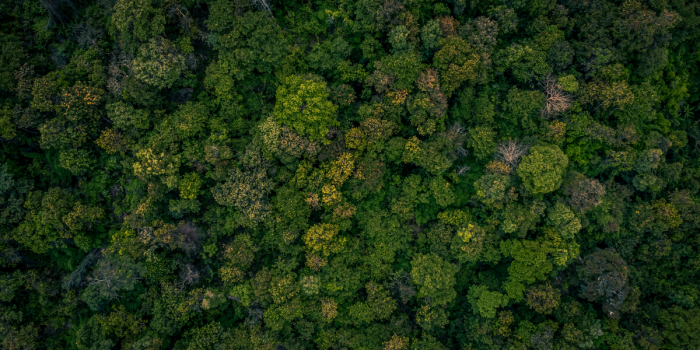 Chile mira al futuro de sus bosques: la apuesta por un modelo forestal sostenible e innovador