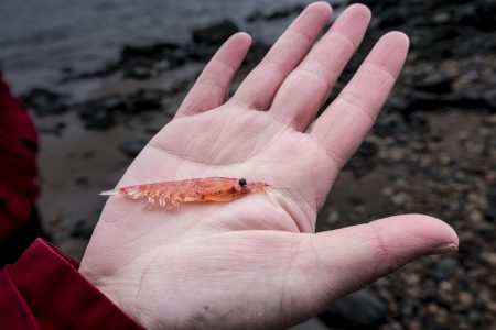 Estudio internacional propone ajustes para la gestión de la pesquería de kril antártico