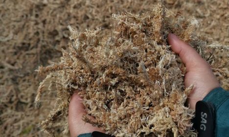 Musgos poseen diversidad genética mayor que otras plantas