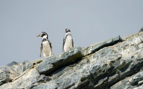 Pingüino de Humboldt: la especie emblemática del Pacífico Sur que hoy enfrenta su mayor amenaza