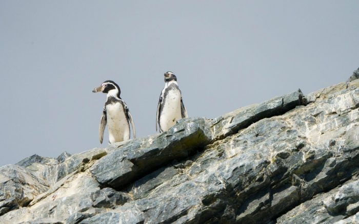 Pingüino de Humboldt: la especie emblemática del Pacífico Sur que hoy enfrenta su mayor amenaza