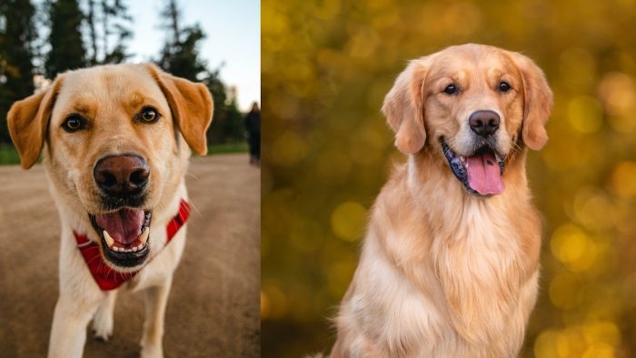 Estas son las 5 razas de perro más alérgicas a la primavera