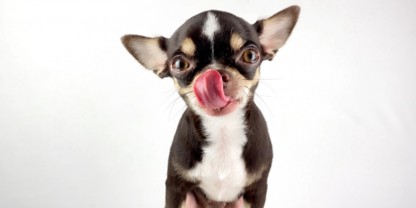 ¿Alergia o intolerancia alimentaria? cómo identificar la diferencia y cuidar la salud de tu mascota