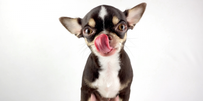 ¿Alergia o intolerancia alimentaria? cómo identificar la diferencia y cuidar la salud de tu mascota