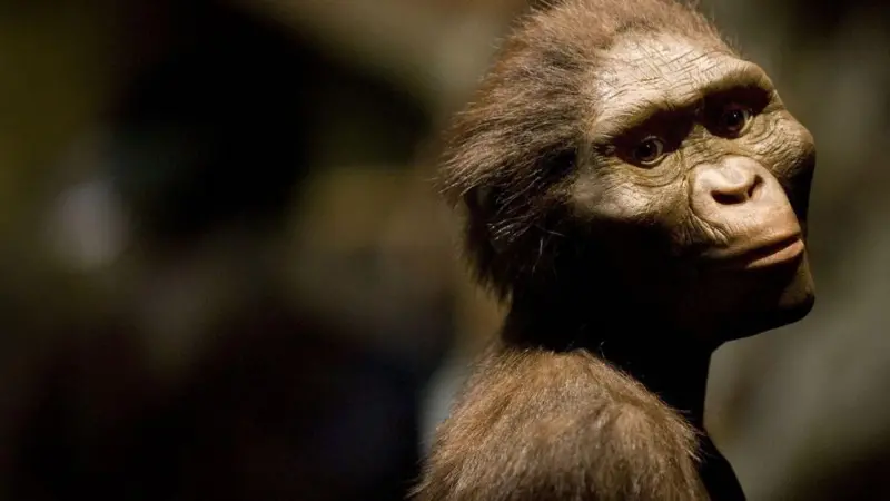 "Lucy" coexistió con otra especie de Australopithecus, los deyiremeda
