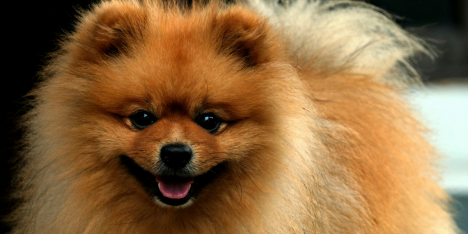 Pelaje largo y temporada de calor: cómo proteger a tu mascota de las garrapatas y otros parásitos