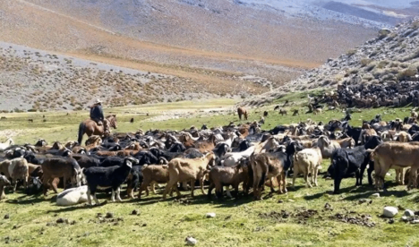 Veranadas: un problema local que se tornó trasnacional