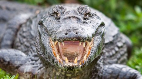 Debilidad política da paso a las finanzas climáticas con la economía del cocodrilo