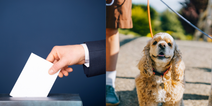 ¿Es buena idea ir a votar con tu mascota este domingo? Recomendaciones para un día seguro