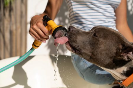Cómo cuidar a las mascotas durante las olas de calor y el ejercicio al aire libre