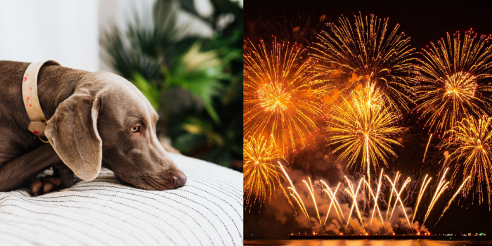 Ruidos y pirotecnia que pueden superar los umbrales seguros y desatar estrés en mascotas