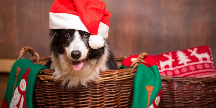 “No regales mascotas en Navidad”: Colmevet alerta sobre adopciones impulsivas y devoluciones tempran