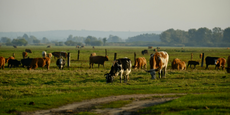 Desafíos de bienestar animal en Chile frente al cambio climático