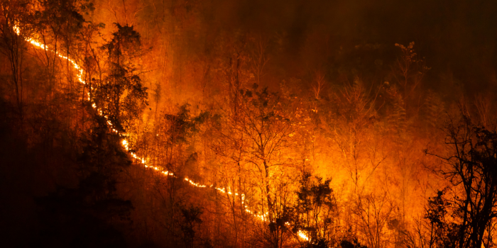 Incendios, alerta en nuestros ecosistemas
