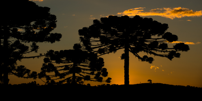 Araucaria: el árbol que une territorios y simboliza la fuerza de algunos destinos turísticos