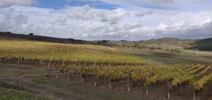 El futuro del vino está en la Tierra: la agricultura orgánica es una inversión y no un eslogan