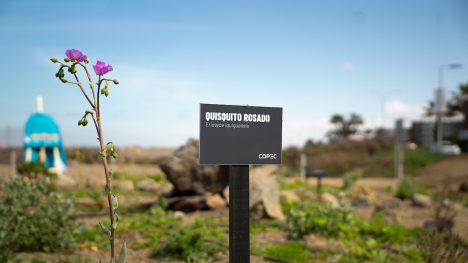 Antofagasta: Humedal Urbano Aguada La Chimba recibe reconocimiento internacional