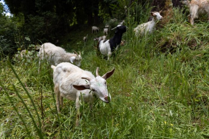 Brigada Caprina regresa a campus universitario para trabajos de prevención de incendios forestales