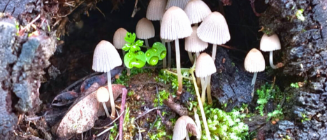 Fungi Cosmology: explorar los hongos para entender nuestras conexiones con el mundo