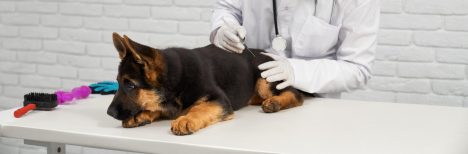 Inquilinos no deseados en nuestras mascotas