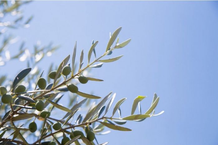 Oro verde en tiempos de sequía