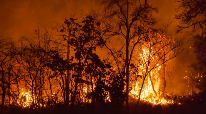 Boric llama a extremar la prevención ante altas temperaturas y riesgo de incendios forestales
