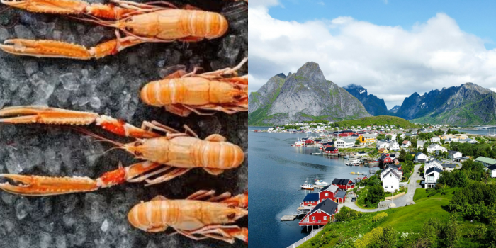 Cocina nórdica: los productos del mar que definen la gastronomía de Noruega