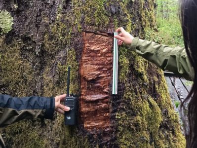 Por un "souvenir": Conaf lleva a Fiscalía daño al Coihue Abuelo