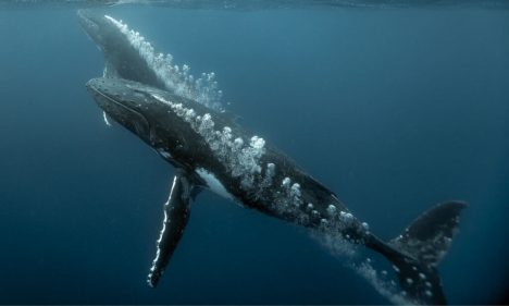 Una tregua para el océano: la veda que resguarda ballenas, pingüinos y tortugas