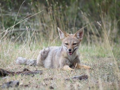 Realizan primer diagnóstico nacional sobre conflictos entre aves de corral y carnívoros