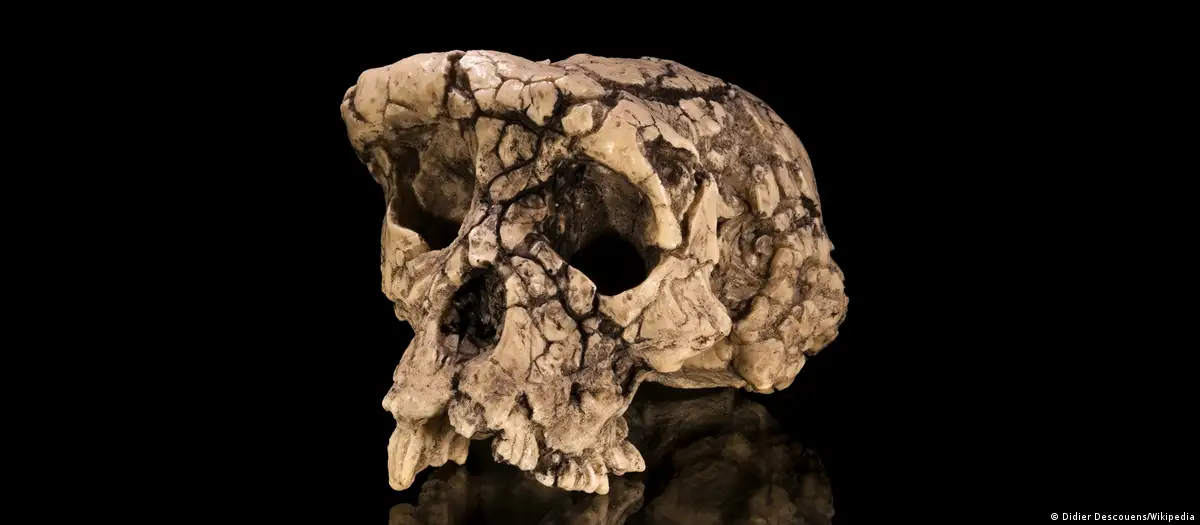 Fósil de homínido reescribe el origen del bipedismo humano