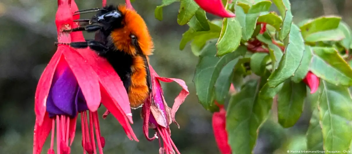 El abejorro más grande del mundo lucha contra la extinción
