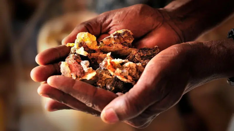 Por qué el mundo se está quedando sin olíbano, la resina aromática que se usa para hacer incienso