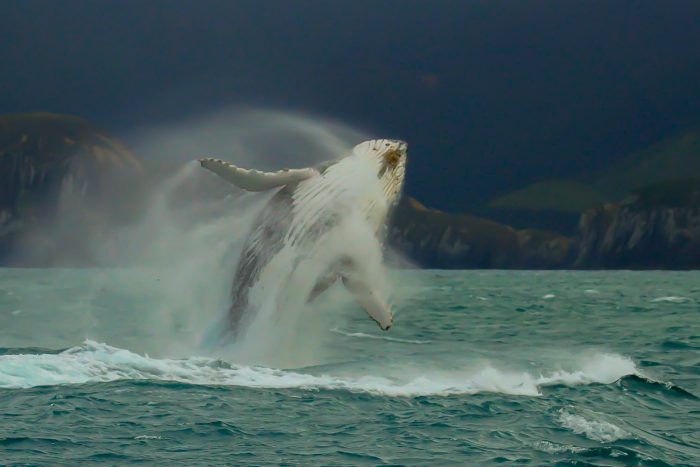 Científico asegura que Chile tiene registro mundial de choques letales de ballenas con embarcaciones