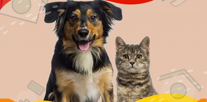 Patitas seguras: Con un simple gesto podemos salvar muchas mascotas