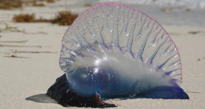 Fragata portuguesa y costas chilenas