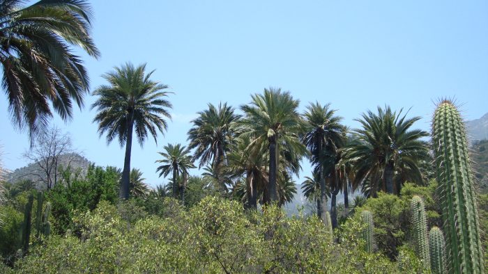 Máxima protección internacional de la palma chilena: ¿y en Chile?